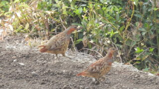 Thumbnail of post image 111