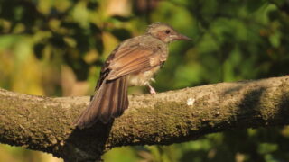 Thumbnail of post image 100