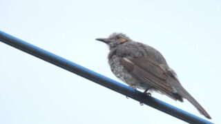 Thumbnail of post image 068