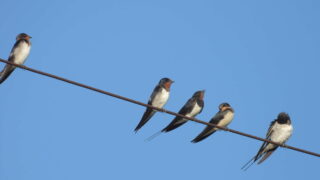 Thumbnail of post image 056