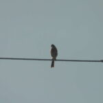 Thumbnail of related posts 063