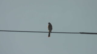 Thumbnail of post image 145