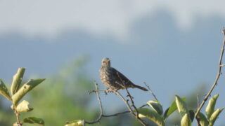 Thumbnail of post image 010