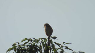 Thumbnail of post image 091