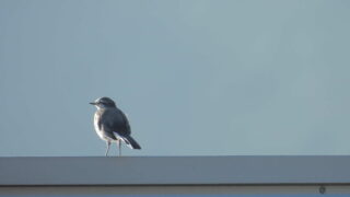 Thumbnail of post image 101