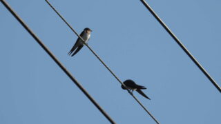 Thumbnail of post image 168